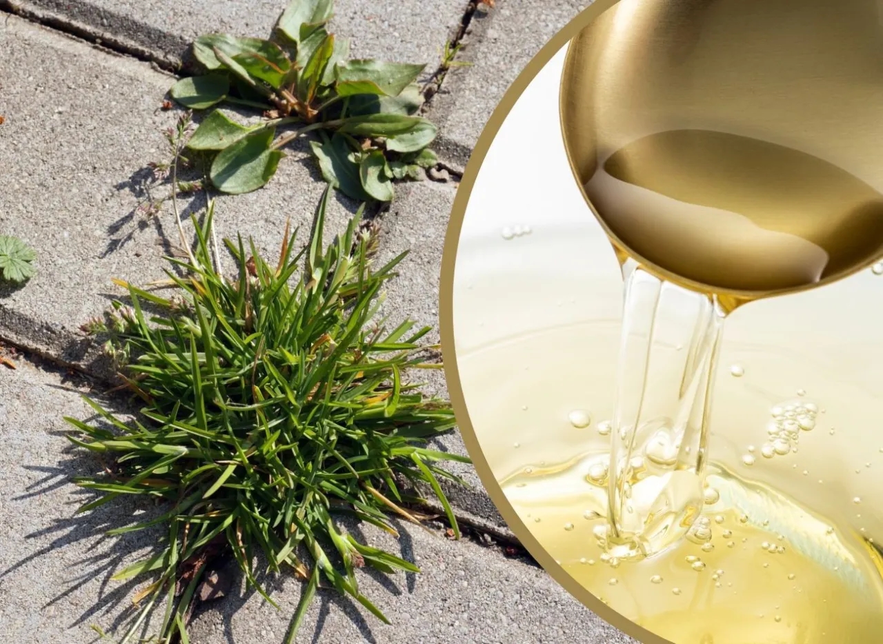 Skuteczne metody na to, jak pozbyć się chwastów z kostki brukowej